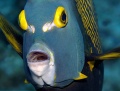 Angelfish,  Butterflyfish, Bannerfish contains: 22 photos