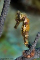 Seahorses, Shrimps, Frogfish, Trumpetfish, Pipefishes contains: 27 photos