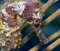 Seahorses, Shrimps, Frogfish, Trumpetfish, Pipefishes contains: 27 photos