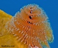 Cephalopods, Crustaceans, Jellyfish, worms contains: 51 photos