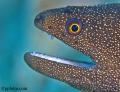 Sharks, Rays, Eels, Seasnakes, Turtles contains: 39 photos