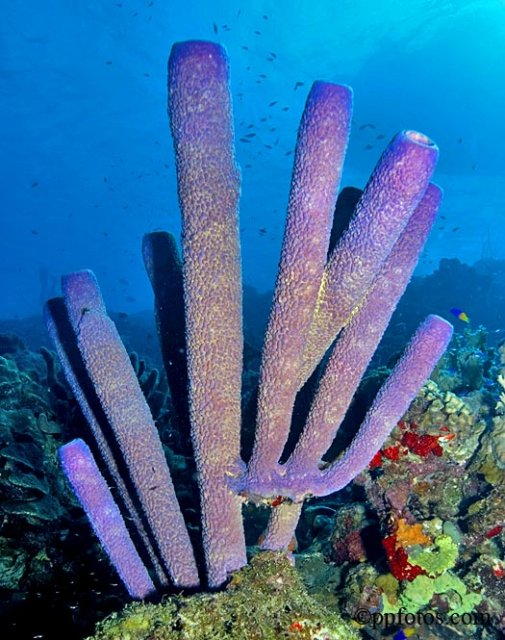 A tube sponge is a type of sponge found in the sea. Tube sponges have hollow tubes and come in a wide variety of colours. They are living creatures, although people often mistake it for a plant. A tube sponge is made up off millions of tiny cells that are formed into a tube or bowl. The cells help pump water through the tubes which then captures microscopic plankton for food. Tube sponges can live up to 200 years old.
Canon10dIkehousing 1-ds125strobe 1/2power Canon17-40@23 1/160 f8 iso100 title=