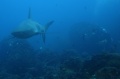 Galapagos Dive Trip Sept 05 contains: 99 photos