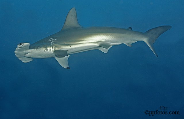 Alcyone Dive Site Cocos Islands title=