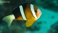 Anemonefish, clownfish, anemones, contains: 28 photos