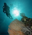 Divers, Elements of Humankind contains: 22 photos
