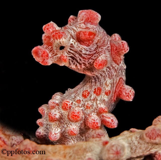 House reef to boot!! take me, i'll show you where:)
Hippocampus bargibanti 2cm long
 title=