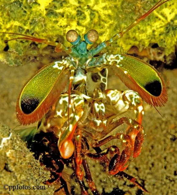 there are smashing and spearing mantis shrimp. easy to id , round eyes are the smashers, peanut shaped eyes the spearing.  title=
