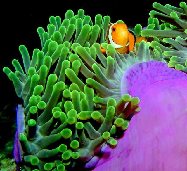 False Clown, Vase in Current Similian Islands. 
Anemone feeding with guest in currents. 
 title=