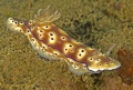 Nudibranchs and Flatworms contains: 94 photos